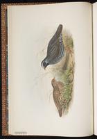 Himalayan Quail plate 8