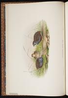 Blue-breasted Quail, King Quail plate 7