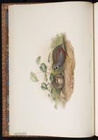 Blue-breasted Quail, King Quail plate 6