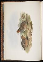 Rock Bush Quail plate 5