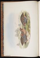 Jungle Bush Quail plate 4