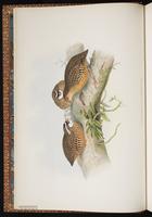 Painted Bush Quail plate 3