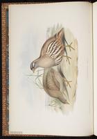 Sand Partridge plate 2