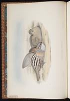 See-see Partridge plate 1