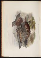 Snow Partridge plate 75