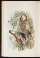 Tibetan Partridge plate 74