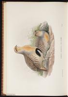 Bearded Wood Partridge, Bearded Wood-Partridge, Codorniz-coluda veracruzana plate 73