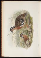 Red-breasted Hill Partridge, Red-breasted Partridge plate 71