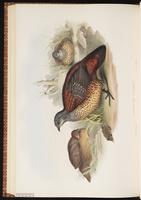 Painted Spurfowl plate 69