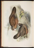 Red Spurfowl plate 68