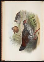 Ceylon Spurfowl, Sri Lanka Spurfowl plate 67