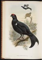 Black Grouse, Eurasian Black Grouse plate 66