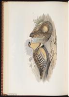 Painted Sandgrouse plate 65
