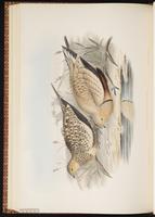 Chestnut-bellied Sandgrouse plate 64