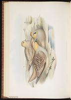 Crowned Sandgrouse plate 63