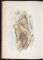 Crowned Sandgrouse plate 63
