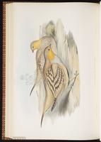 Yellow-throated Sandgrouse plate 62