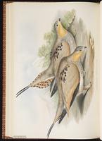 Tibetan Sandgrouse plate 61