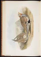 Pallas's Sandgrous plate 60