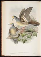 Sulawesi Ground Dove plate 59