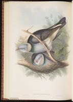 Ashy Wood Pigeon plate 58