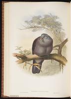 Nilgiri Wood Pigeon plate 57