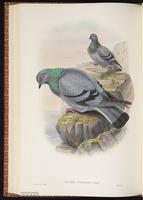 Common Pigeon, Paloma domﾎstica, pigeon biset, Rock Dove, Rock Pigeon plate 56