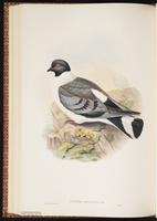 Snow Pigeon plate 55