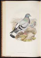 Hill Pigeon plate 54
