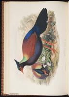 Pheasant Pigeon plate 53