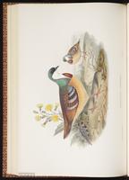 Mindanao Bleeding-heart plate 52