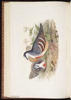 Luzon Bleeding-heart plate 51