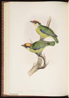 Golden-throated Barbet plate 50