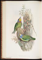 Black-browed Barbet plate 49