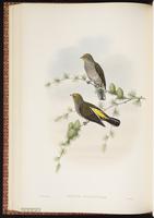 Yellow-rumped Honeyguide plate 48