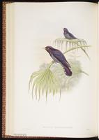 Violet Cuckoo plate 47