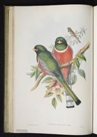 Red-naped trogon plate 10
