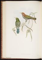 Asian Emerald Cuckoo plate 46