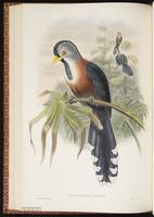 Scale-feathered Malkoha plate 45
