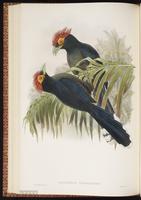 Rough-crested Malkoha plate 44