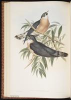 Cuculus hyperythrus plate 43