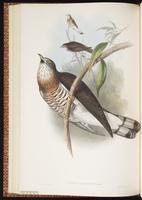 Cuculus sparverioides plate 42