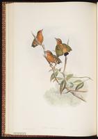White-browed Piculet plate 40