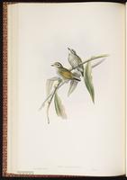 Speckled Piculet plate 39