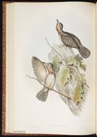 Eurasian Wryneck plate 38