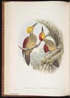 Greater Goldenback plate 37