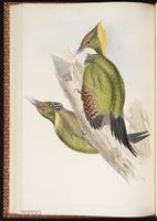 Greater Yellownape plate 36