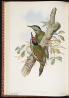Grey-headed Woodpecker plate 35