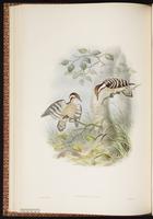 Sunda Pygmy Woodpecker plate 34