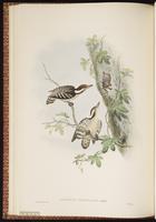 Sunda Pygmy Woodpecker plate 33
